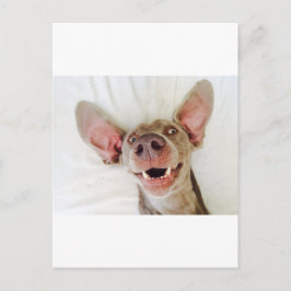 Happy Weimaraner Postkarte