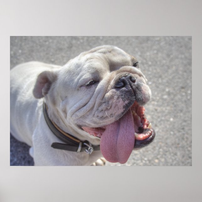 Happy White Bulldog Poster (Vorne)