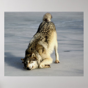 Happy Wolf auf gefrorenem Teich Poster