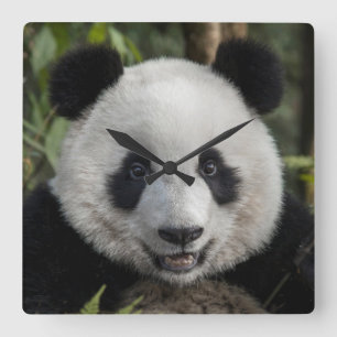 Happy young panda, China Quadratische Wanduhr