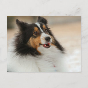 Hapy Shelty Postkarte