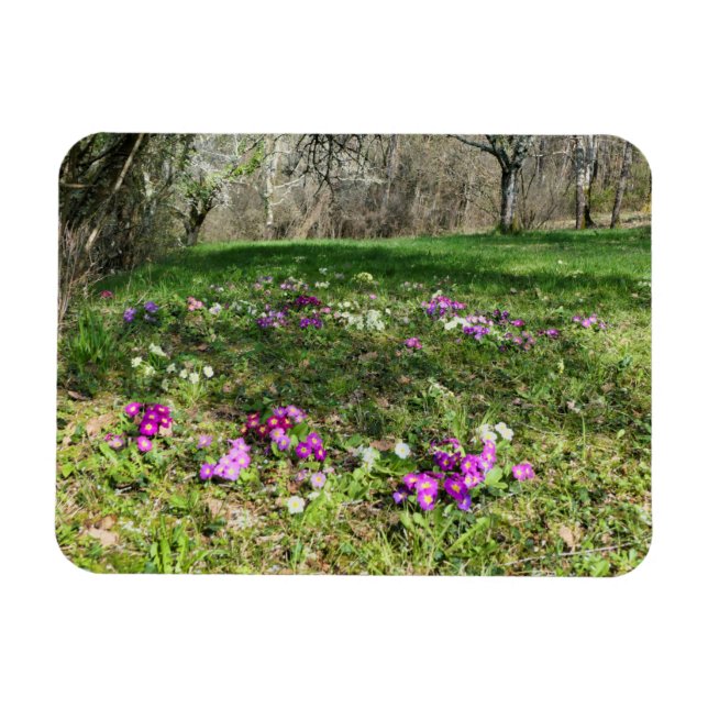 Harbinger of Spring Magnet (Horizontal)