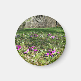 Harbinger of Spring Magnet