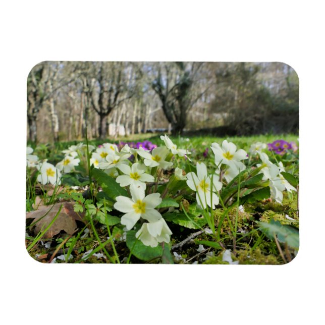Harbinger of Spring Magnet (Horizontal)
