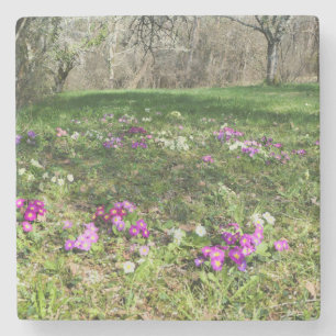 Harbinger of Spring Steinuntersetzer