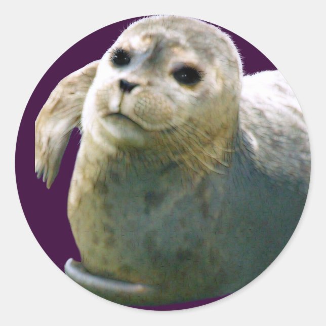 HARBOR-SIEGEL-PUP-Aufkleber für Wildtiere Runder Aufkleber (Vorderseite)