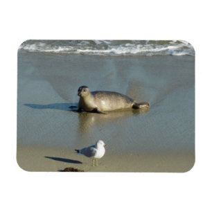 Harbour Siegel in La Jolla California Magnet