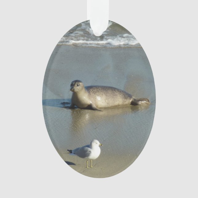 Harbour Siegel in La Jolla California Ornament (Vorderseite)