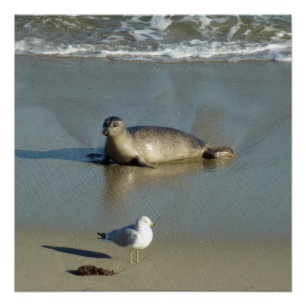 Harbour Siegel in La Jolla California Poster