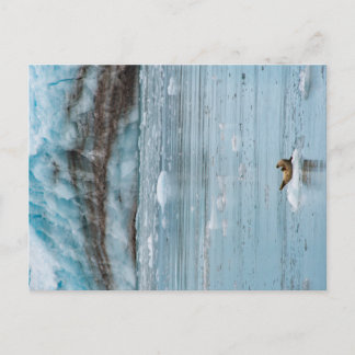 Harbour Siegel Kenai Fjords Alaska Postkarte