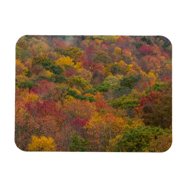 Hardwood Forest in Randolph Landkreis, West Virgin Magnet (Horizontal)
