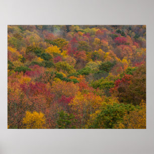 Hardwood Forest in Randolph Landkreis, West Virgin Poster