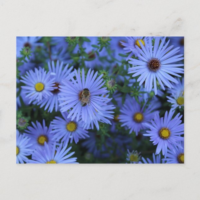 Hardy Blue Aster # 5 Postkarte (Vorderseite)