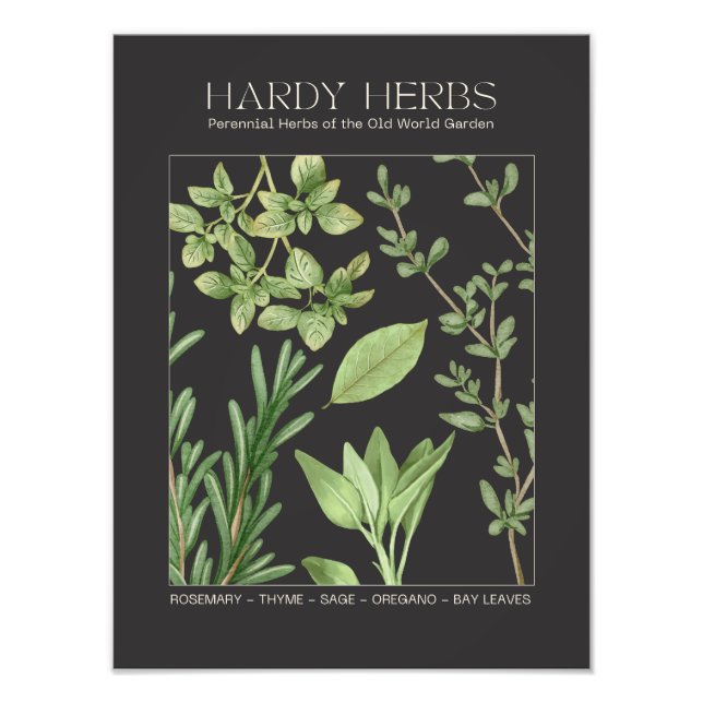 Hardy Herbs Botanical Print  Fotodruck (Vorne)