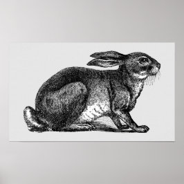 Hare - Archivdruck Poster
