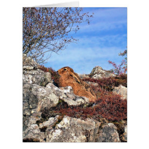 HARE GREETCARD