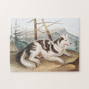 Hare Indian Dog (Canis familiaris) Illustration