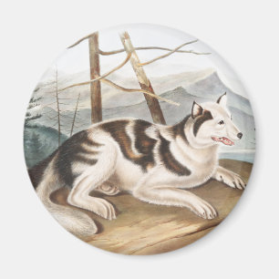 Hare Indian Dog (Canis familiaris) Illustration Magnet