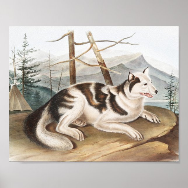 Hare Indian Dog (Canis familiaris) Illustration Poster (Vorne)