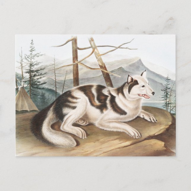 Hare Indian Dog (Canis familiaris) Illustration Postkarte (Vorderseite)