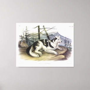 Hare-Indian Dog (Mackenzie River Dog) von Audubon Leinwanddruck