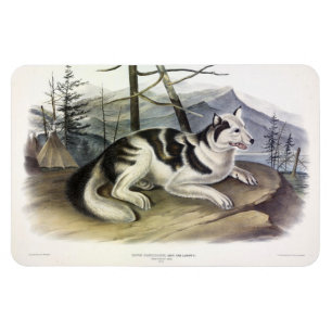 Hare-Indian Dog (Mackenzie River Dog) von Audubon Magnet