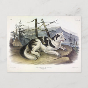Hare-Indian Dog (Mackenzie River Dog) von Audubon Postkarte