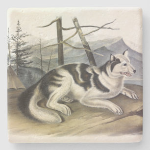 Hare-Indian Dog (Mackenzie River Dog) von Audubon Steinuntersetzer