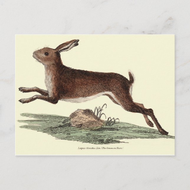 HARE POST CARD POSTKARTE (Vorderseite)