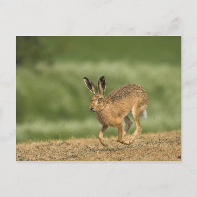 Hare Postkarte (Vorderseite)