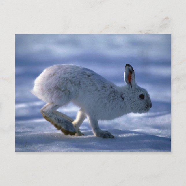 Hare/Schneeschuhhrabbit läuft über offene Postkarte (Vorderseite)