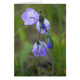 Harebell