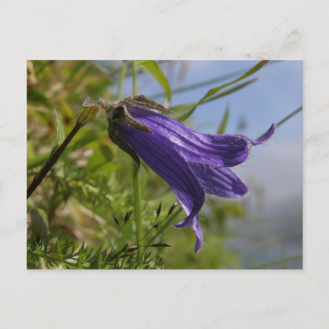 Harebell auf der Insel Unalaska Postkarte (Vorderseite)