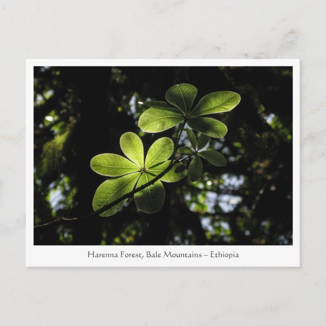 Harenna Forest Ethiopia Postkarte (Vorderseite)