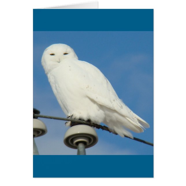 Harfang des neiges B50 (Devant)