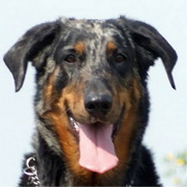 Harlekin Beauceron Fotoskulptur Schlüsselanhänger (Vorne)