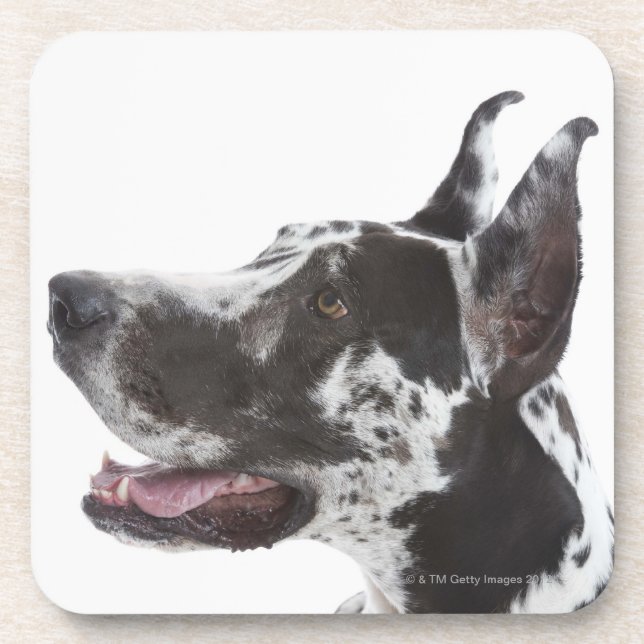 Harlekin-Deutsche Dogge Untersetzer (Vorderseite)