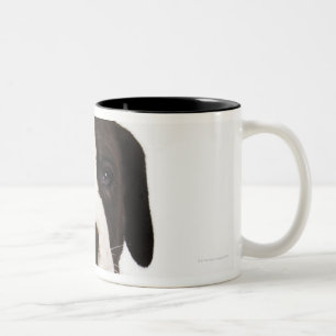 Harlekin-Doggewelpe auf weißem Hintergrund Zweifarbige Tasse