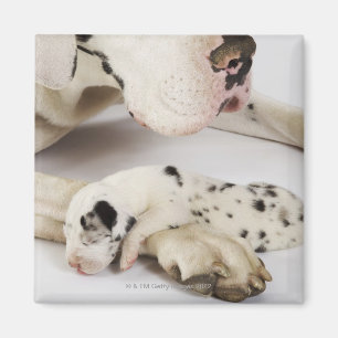 Harlekin-Doggewelpe, der auf Mutter schläft Magnet