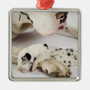 Harlekin-Doggewelpe, der auf Mutter schläft Ornament Aus Metall