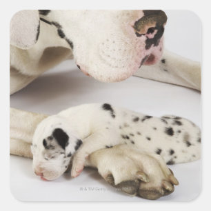 Harlekin-Doggewelpe, der auf Mutter schläft Quadratischer Aufkleber