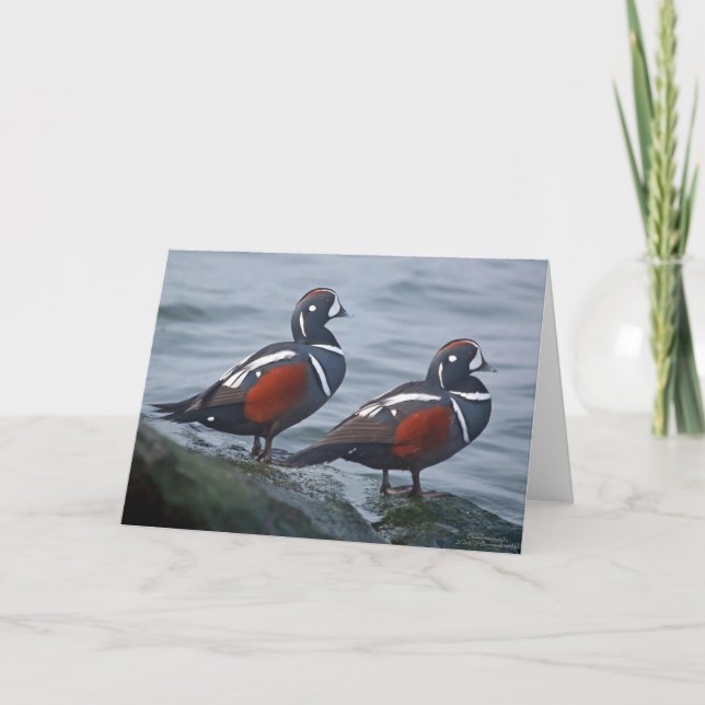 Harlekin duckt 7 x 5 gefaltete Gruß-Karte - freier Karte (Vorderseite)