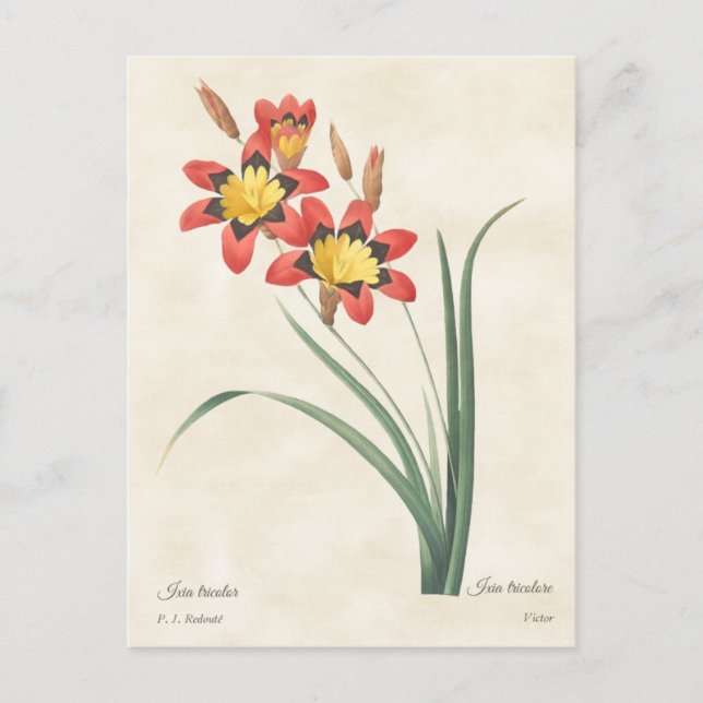 Harlequin Blume Vintag Botanische Illustration Postkarte (Vorderseite)