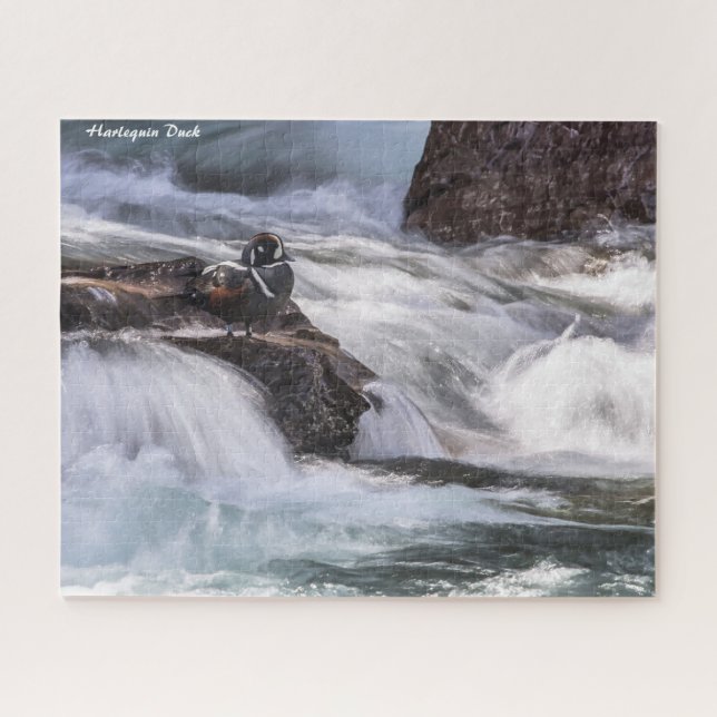 Harlequin Duck (Horizontal)