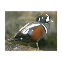 Harlequin Duck (Drake)