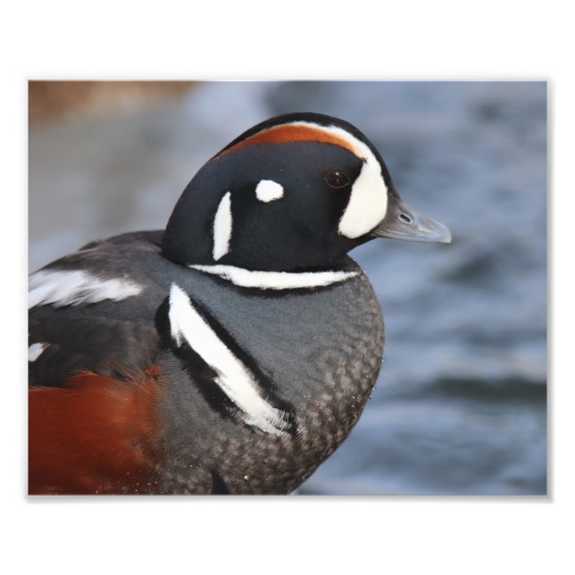 Harlequin Duck Fotodruck (Vorne)