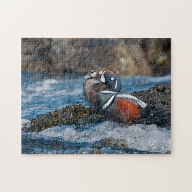 Harlequin Duck im Ozeansurfen (Horizontal)