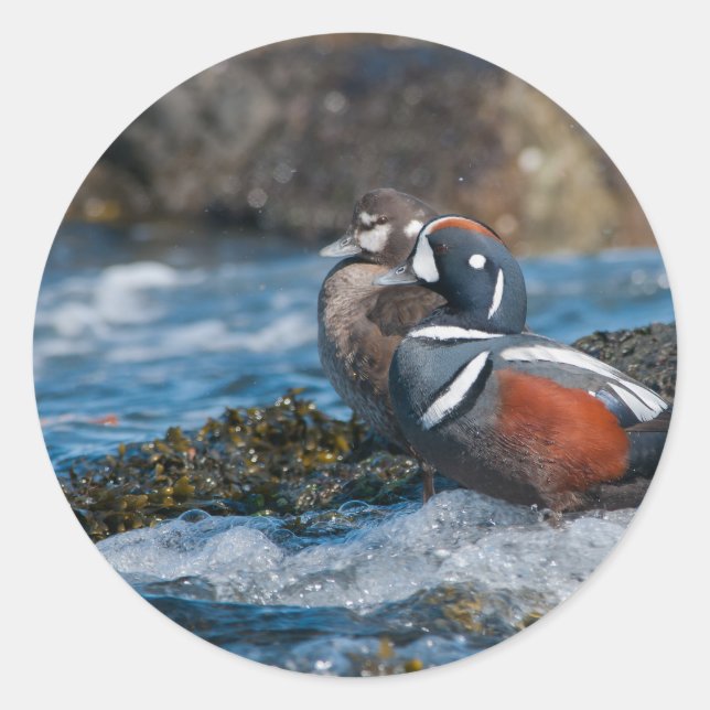 Harlequin Duck im Ozeansurfen Runder Aufkleber (Vorderseite)