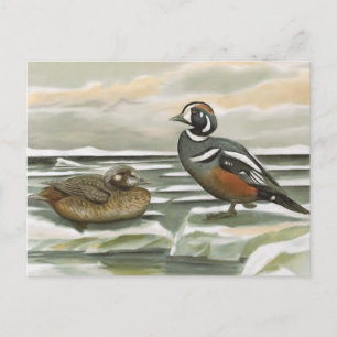 Harlequin Duck Postkarte