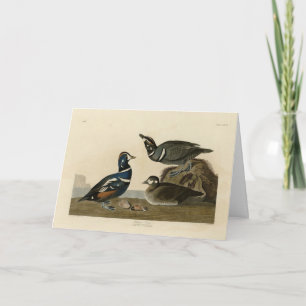Harlequin Duck - von Audubons Vögeln Amerikas Karte